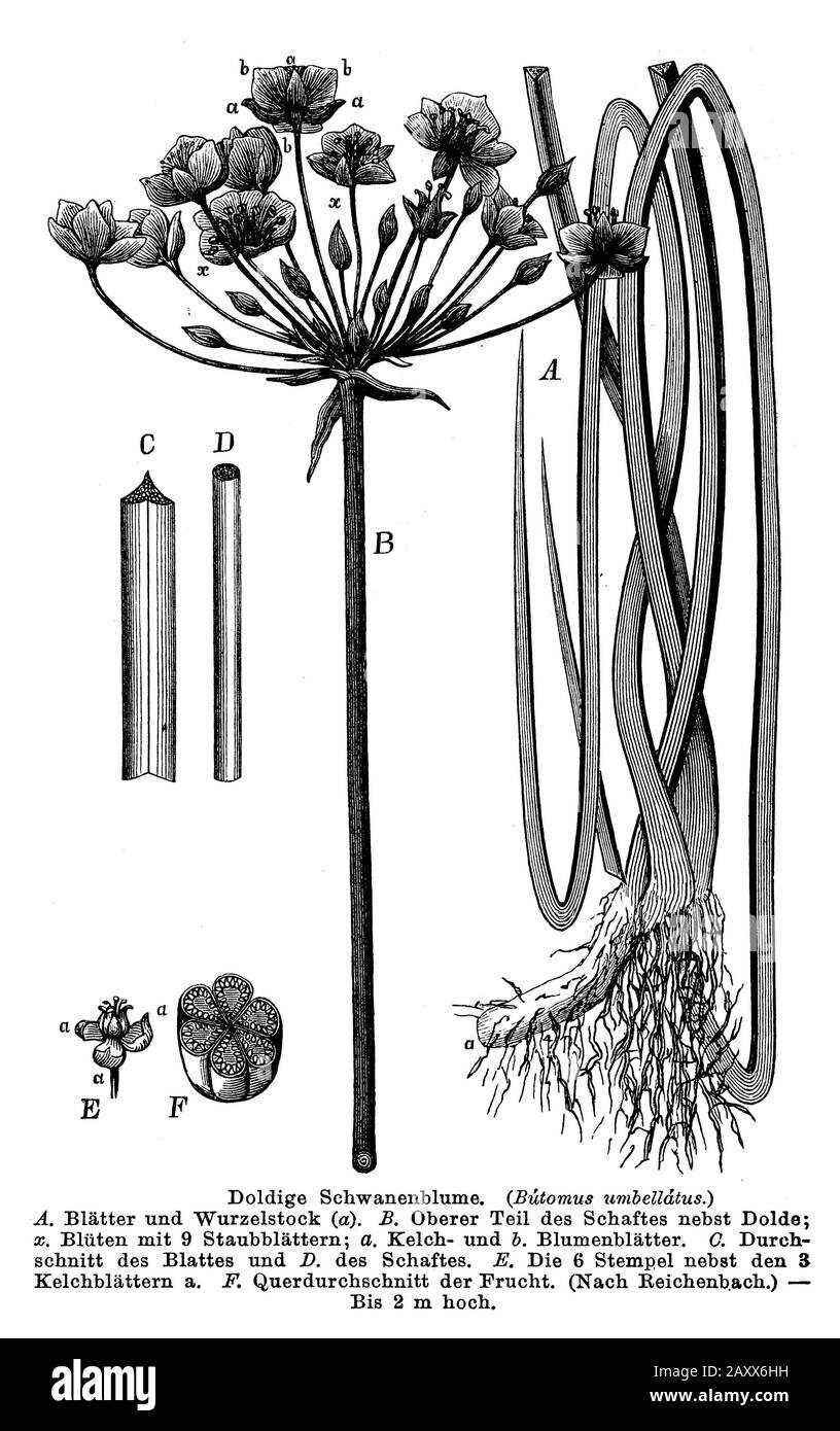 Rush flowering, Butomus umbellatus, anonym (libro di botanica, 1884) Foto Stock