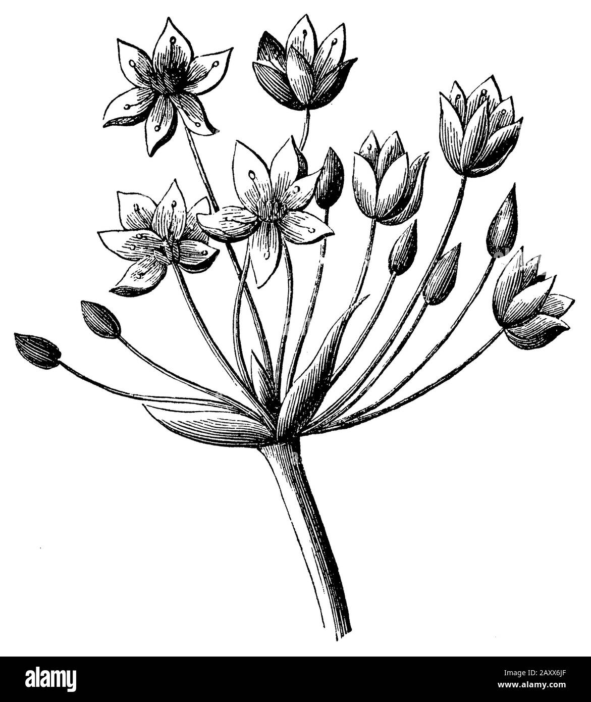 Rush flowering, Butomus umbellatus, anonym (libro di biologia, 1878) Foto Stock