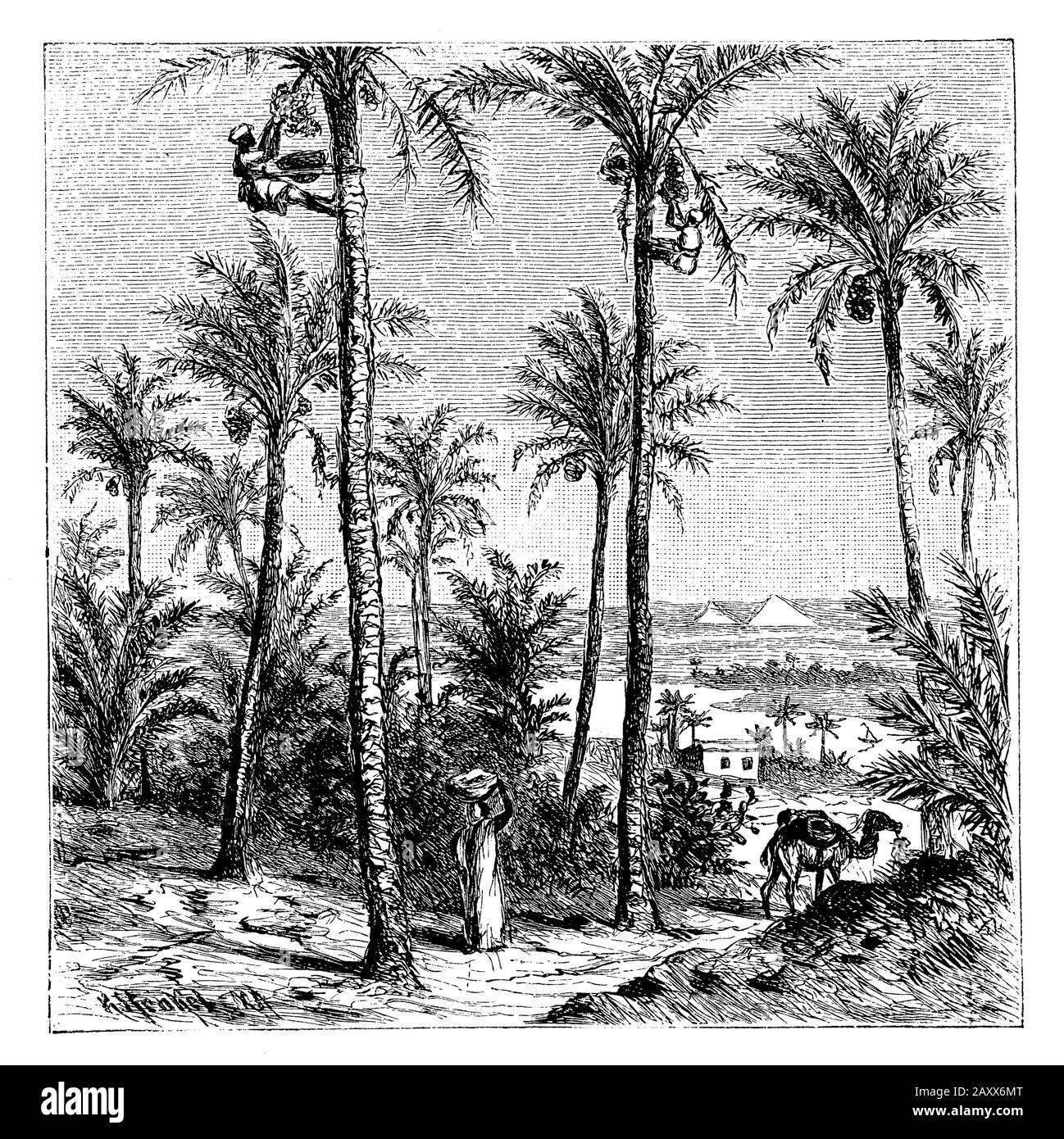 Date Palm, Phoenix dactylifera, K Henkel (libro geografico, 1904) Foto Stock
