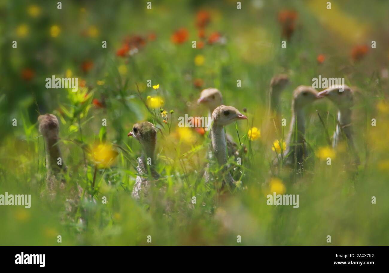 Giovani pulcini di tacchino Selvaggio in campo di fiori Foto Stock