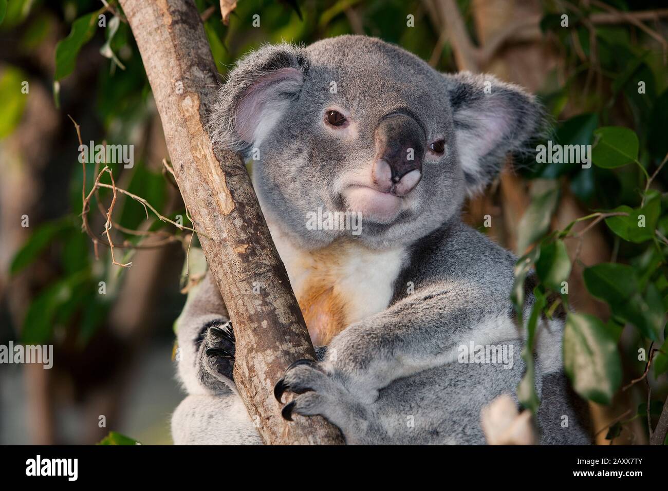 Koala, phascolarctos cinereus, maschio in piedi su Branch Foto Stock
