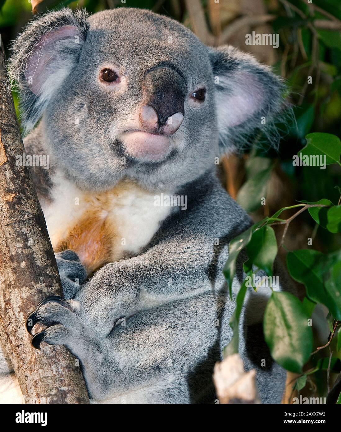 Koala, phascolarctos cinereus, maschio in piedi su Branch Foto Stock