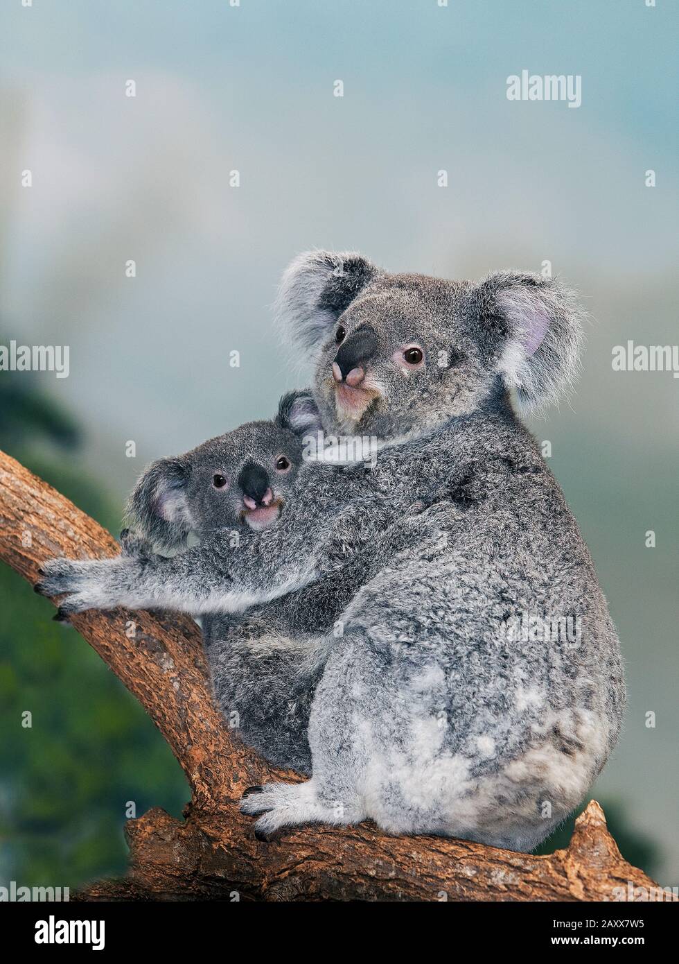 Koala, phascolarctos cinereus, femmina con giovane in piedi su Branch Foto Stock