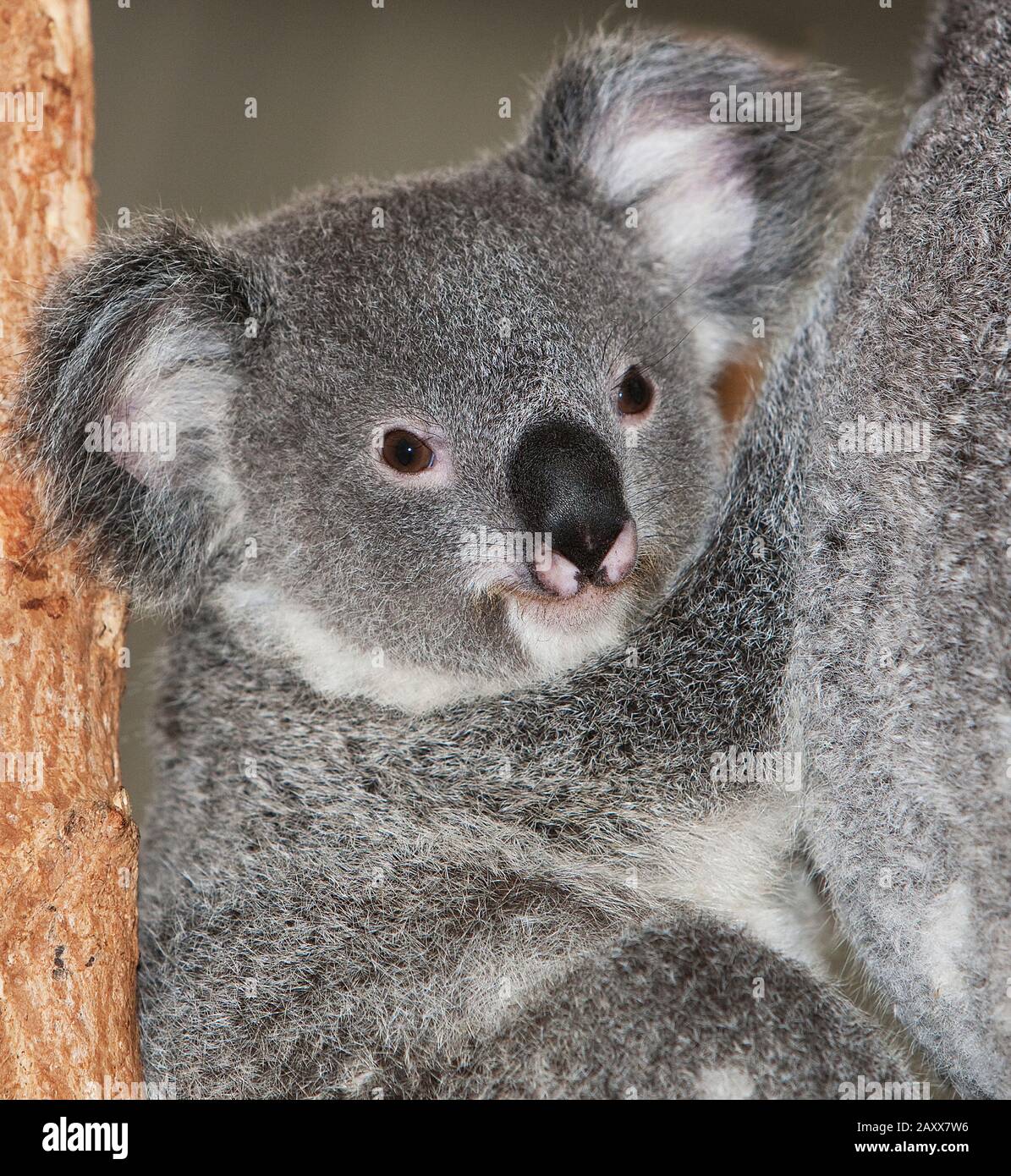 Koala, phascolarctos cinereus, femmina con giovane in piedi su Branch Foto Stock