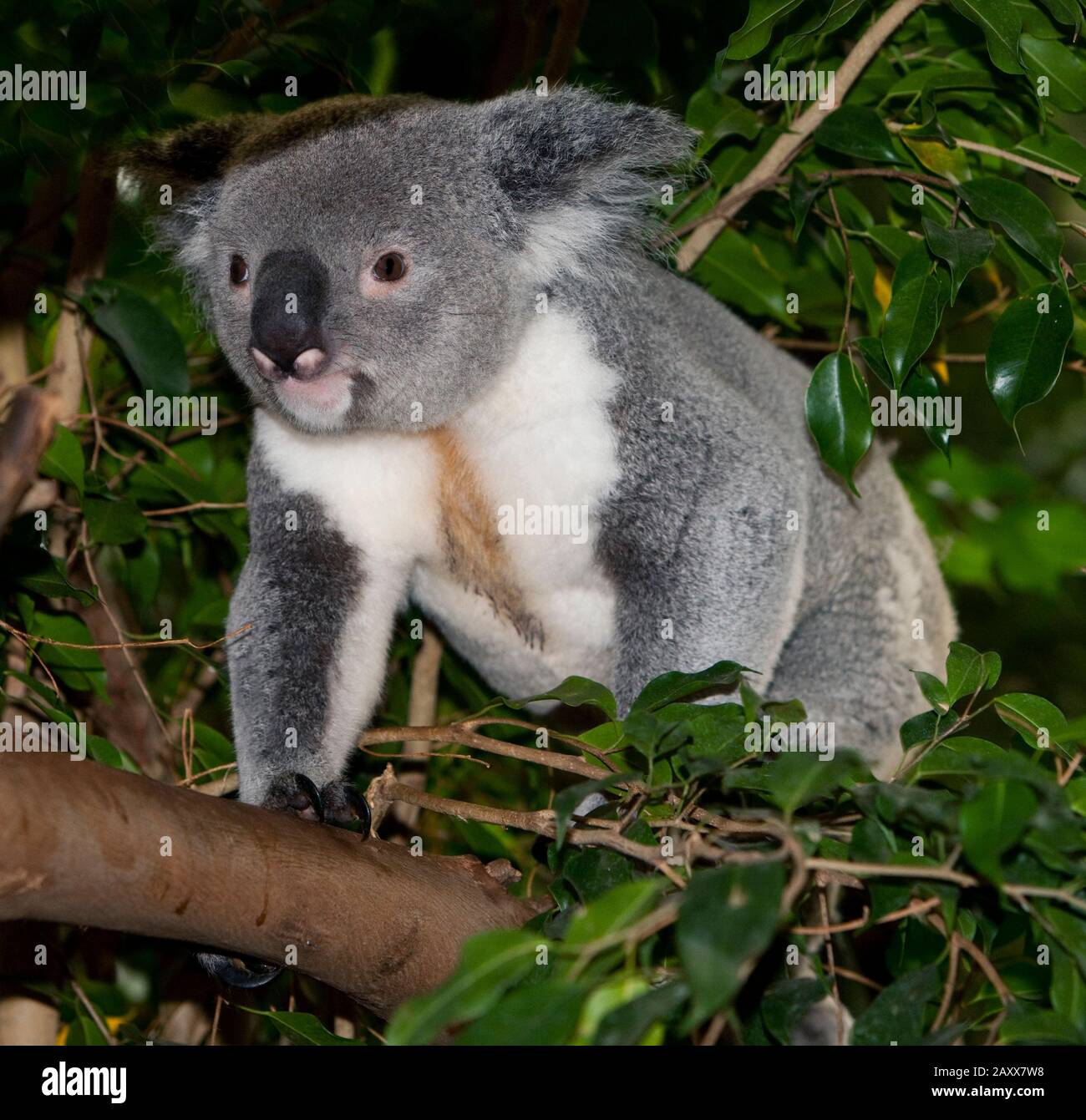 Koala, phascolarctos cinereus, maschio in piedi su Branch Foto Stock