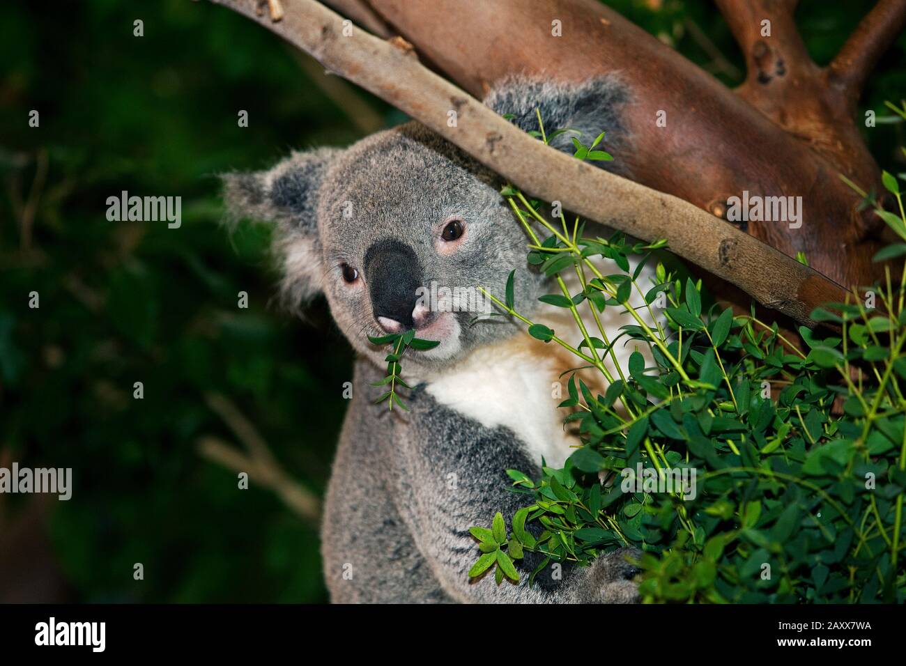 Koala, phascolarctos cinereus, maschio mangiare Foglie di Eucalipto Foto Stock