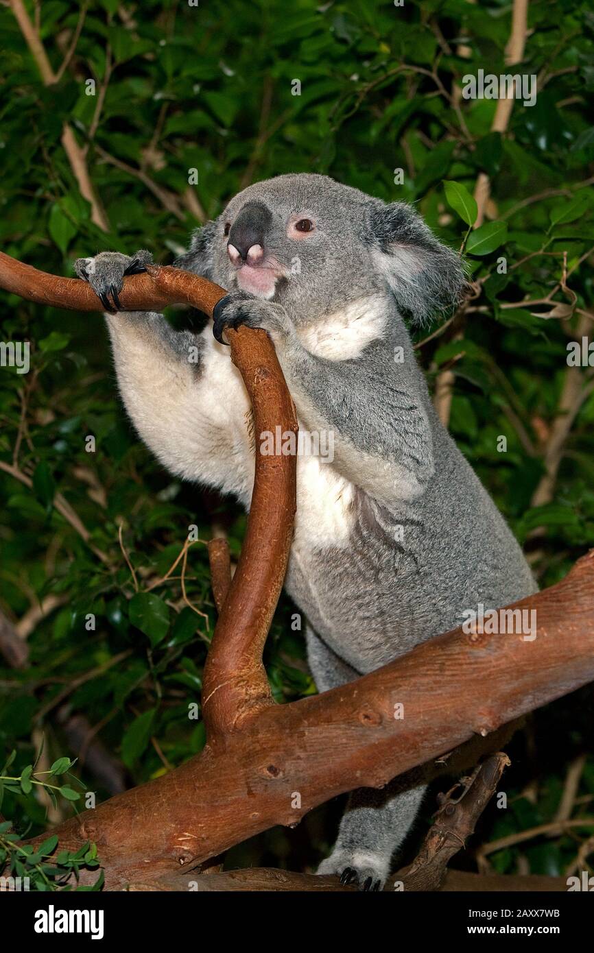 Koala, phascolarctos cinereus, maschio in piedi su Branch Foto Stock
