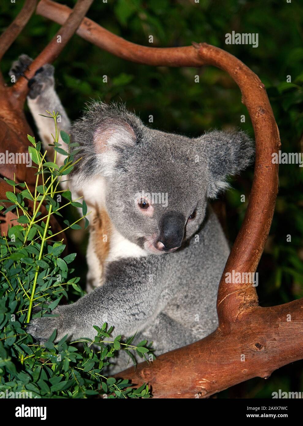 Koala, phascolarctos cinereus, maschio in piedi su Branch Foto Stock