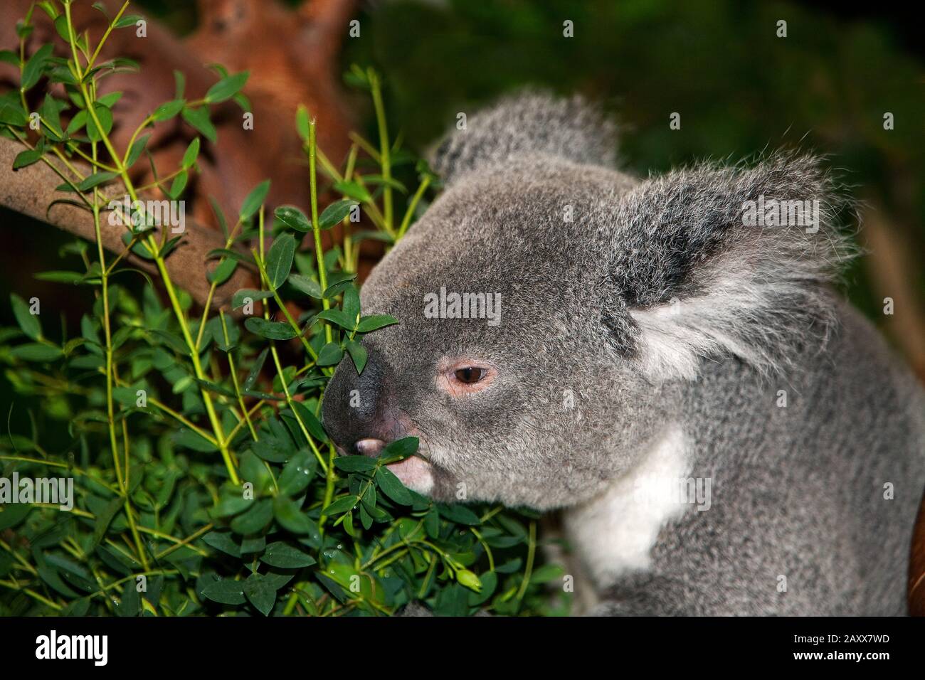 Koala, phascolarctos cinereus, maschio mangiare Foglie di Eucalipto Foto Stock