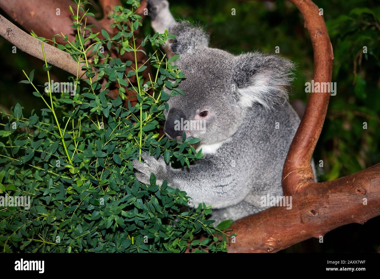 Koala, phascolarctos cinereus, maschio mangiare Foglie di Eucalipto Foto Stock
