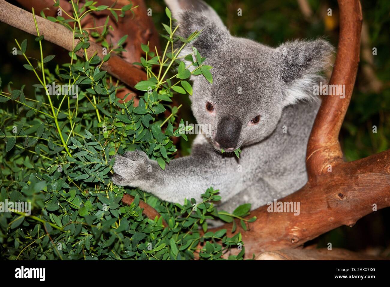 Koala, phascolarctos cinereus, maschio mangiare Foglie di Eucalipto Foto Stock