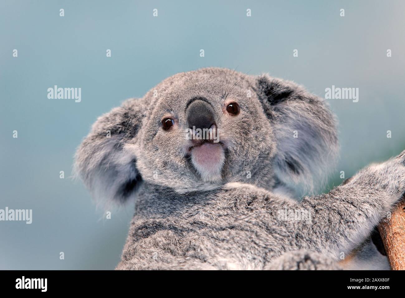 Il Koala, phascolarctos cinereus, ritratto di donna Foto Stock