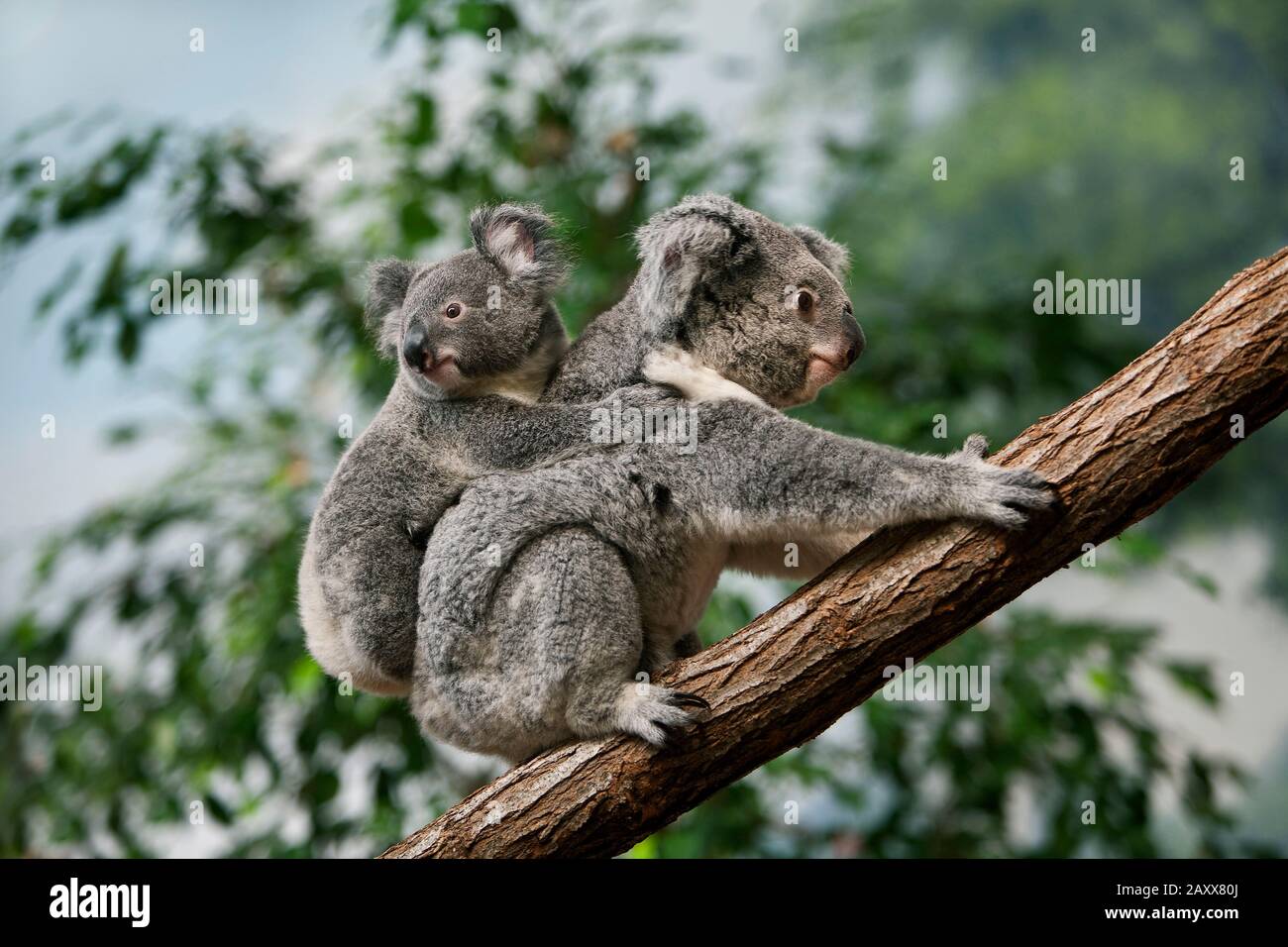 Il Koala, phascolarctos cinereus, Femmina Yound portante sulla sua schiena Foto Stock