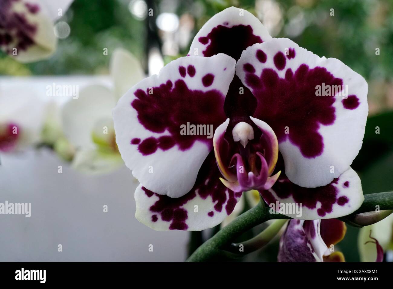 Primo piano del vero fiore in fiore - orchidea phalaenopsis. Foto Stock