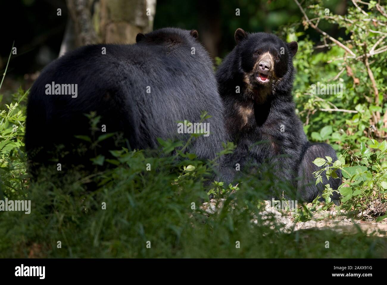 Orso spettacolare, tremarctos ornatus, Adulti Foto Stock
