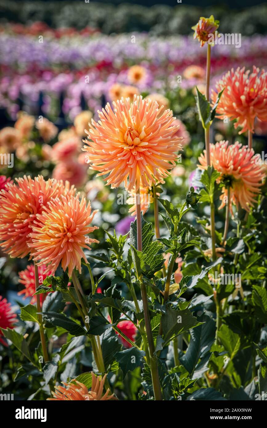 Dahlia dall'isola di Swan dalie azienda durante il Dahlia Festival. Situato in Woodburn, Oregon, è il più grande coltivatore dahlia negli Stati Uniti. Foto Stock