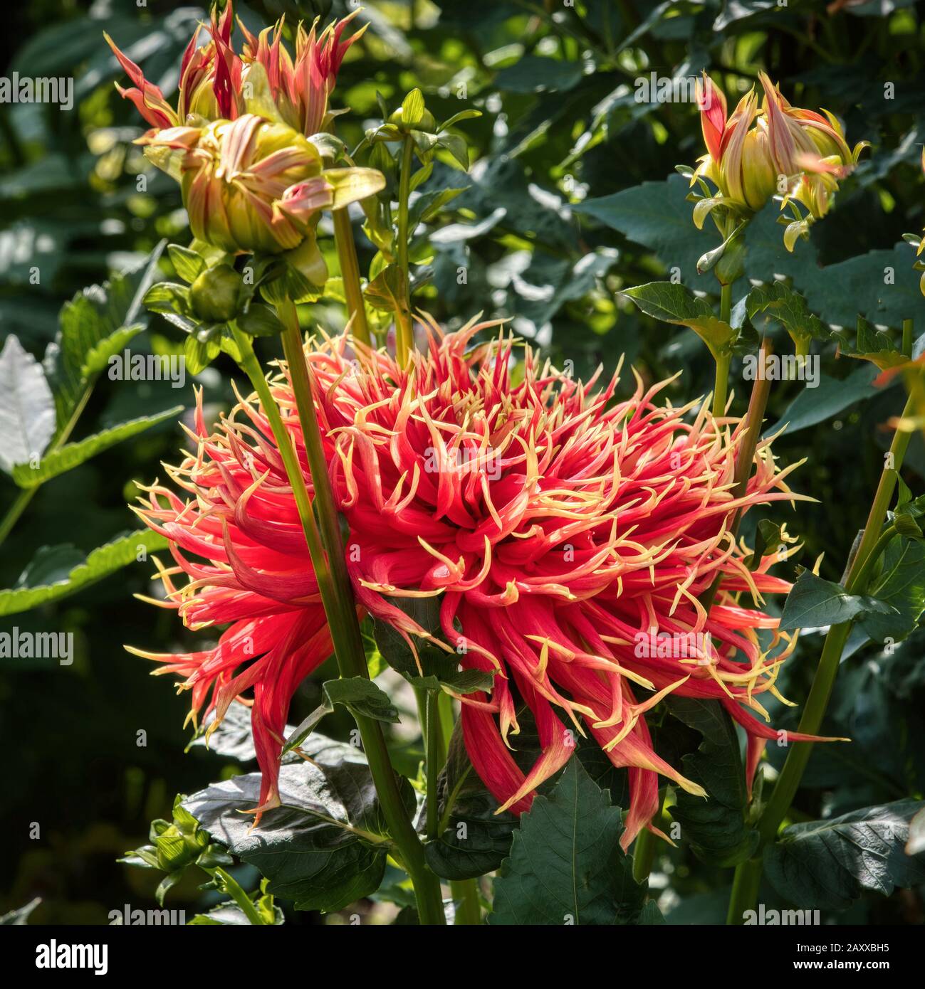 Dahlia dall'isola di Swan dalie azienda durante il Dahlia Festival. Situato in Woodburn, Oregon, è il più grande coltivatore dahlia negli Stati Uniti. Foto Stock