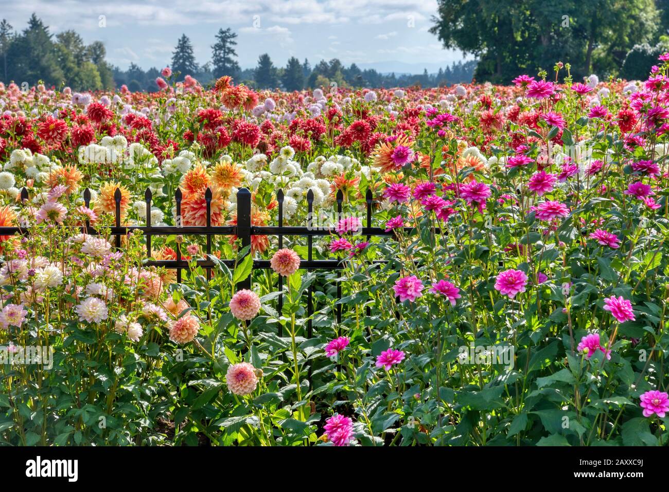 Dahlia dall'isola di Swan dalie azienda durante il Dahlia Festival. Situato in Woodburn, Oregon, è il più grande coltivatore dahlia negli Stati Uniti. Foto Stock