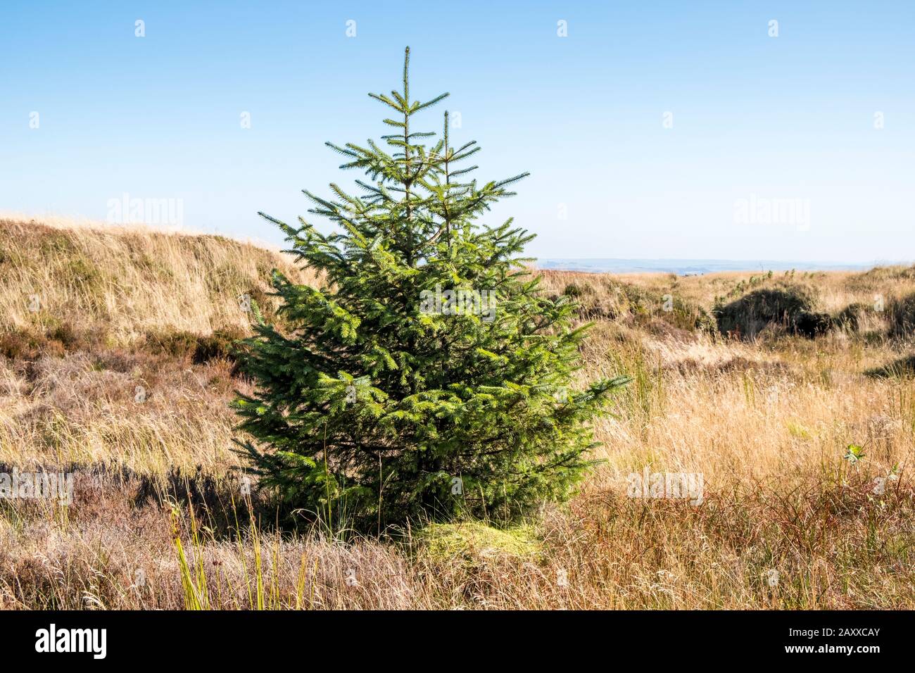Albero recentemente piantato. Nuovo albero di pino giovane piantato su brughiera come parte della rigenerazione del moor, Kinder Scout, Derbyshire, Peak District, Inghilterra, Regno Unito Foto Stock