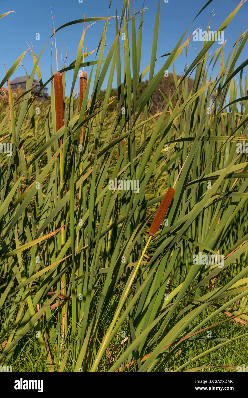 Il Rush neozelandese, o Typha orientalis, è una pianta tipica che costella la maggior parte dei corsi d'acqua della Nuova Zelanda. Foto Stock