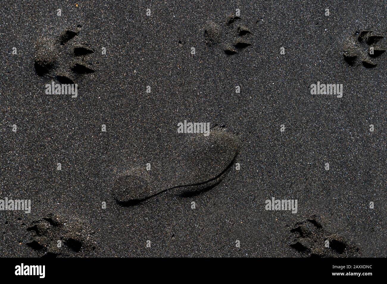 Le impronte stampate di un cane e di un uomo su una spiaggia di sabbia di ferro nero. Foto Stock