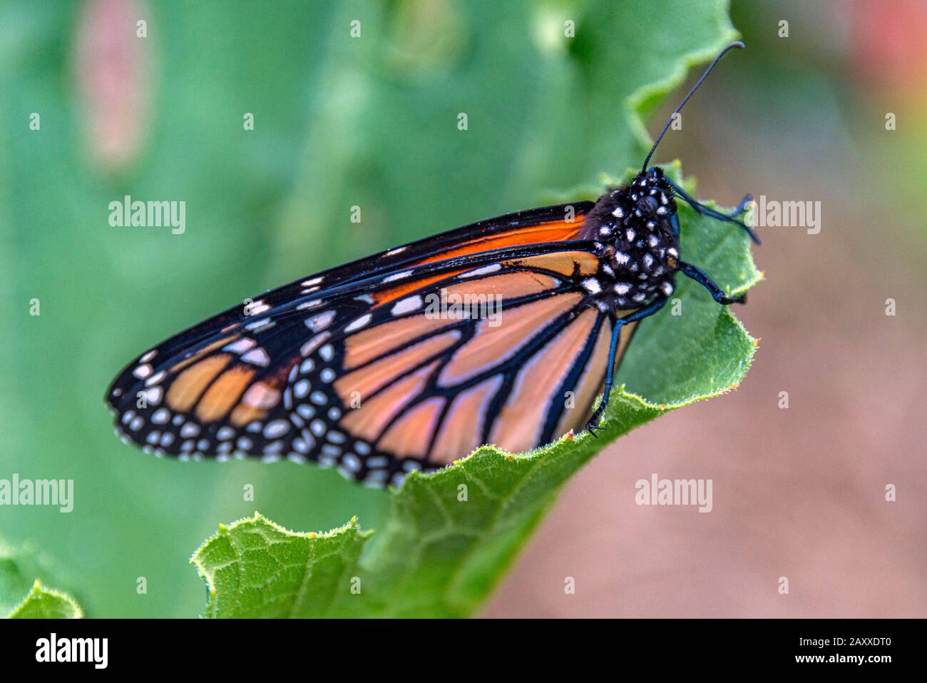 Una farfalla monarca (Danaus plexippus), con ali ripiegate, poggia su una foglia. Il Monarch è una farfalla di alghe. Foto Stock