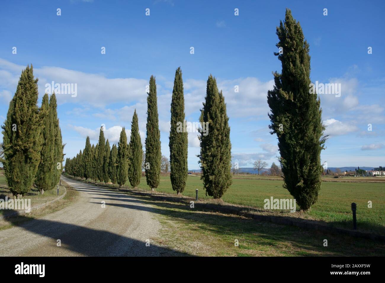 Scenario toscano di una strada di campagna bianca fiancheggiata da cipressi sullo sfondo di un cielo blu con poche nuvole. Italia. Foto Stock