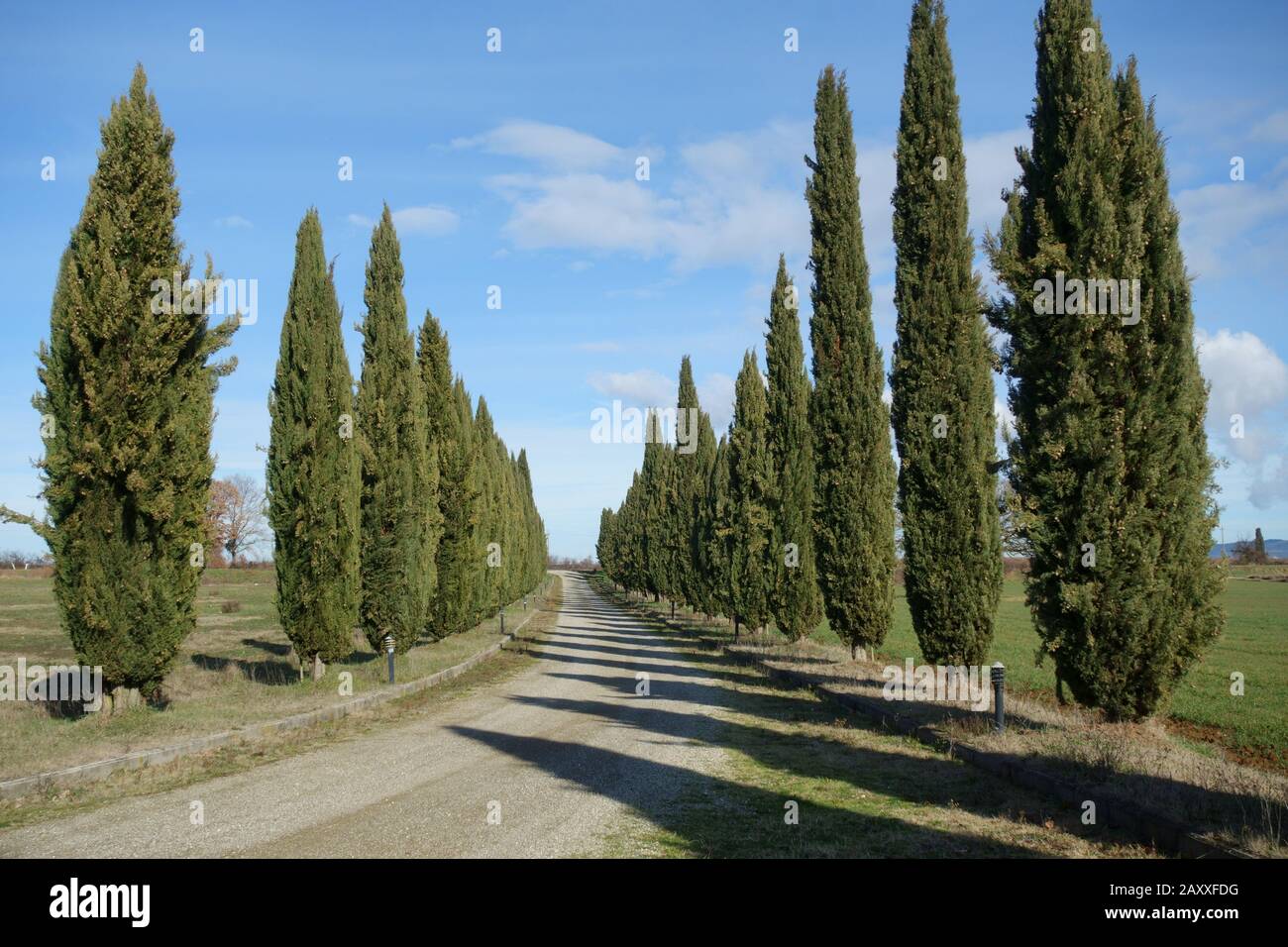 Scenario toscano di una strada di campagna bianca fiancheggiata da cipressi sullo sfondo di un cielo blu con poche nuvole. Italia. Foto Stock