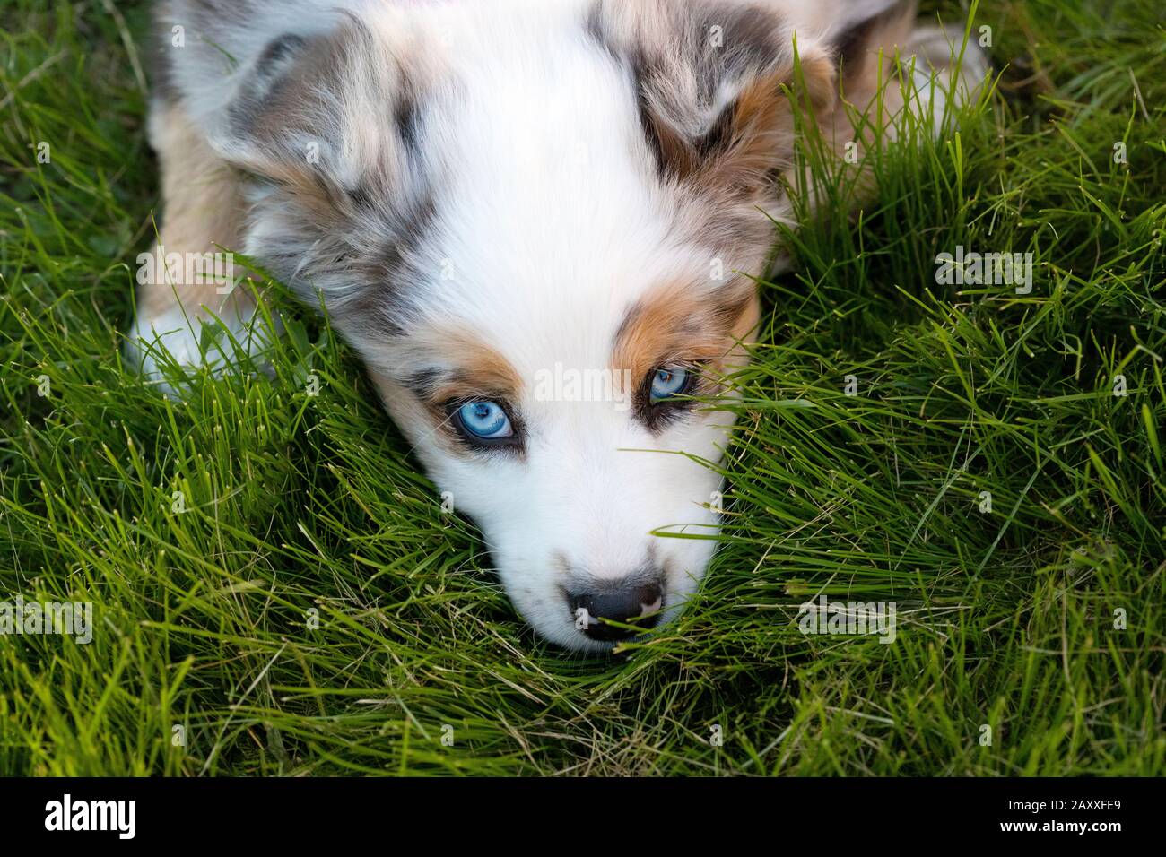 Pastore australiano cucciolo con occhi blu, che si posa in erba. Foto Stock