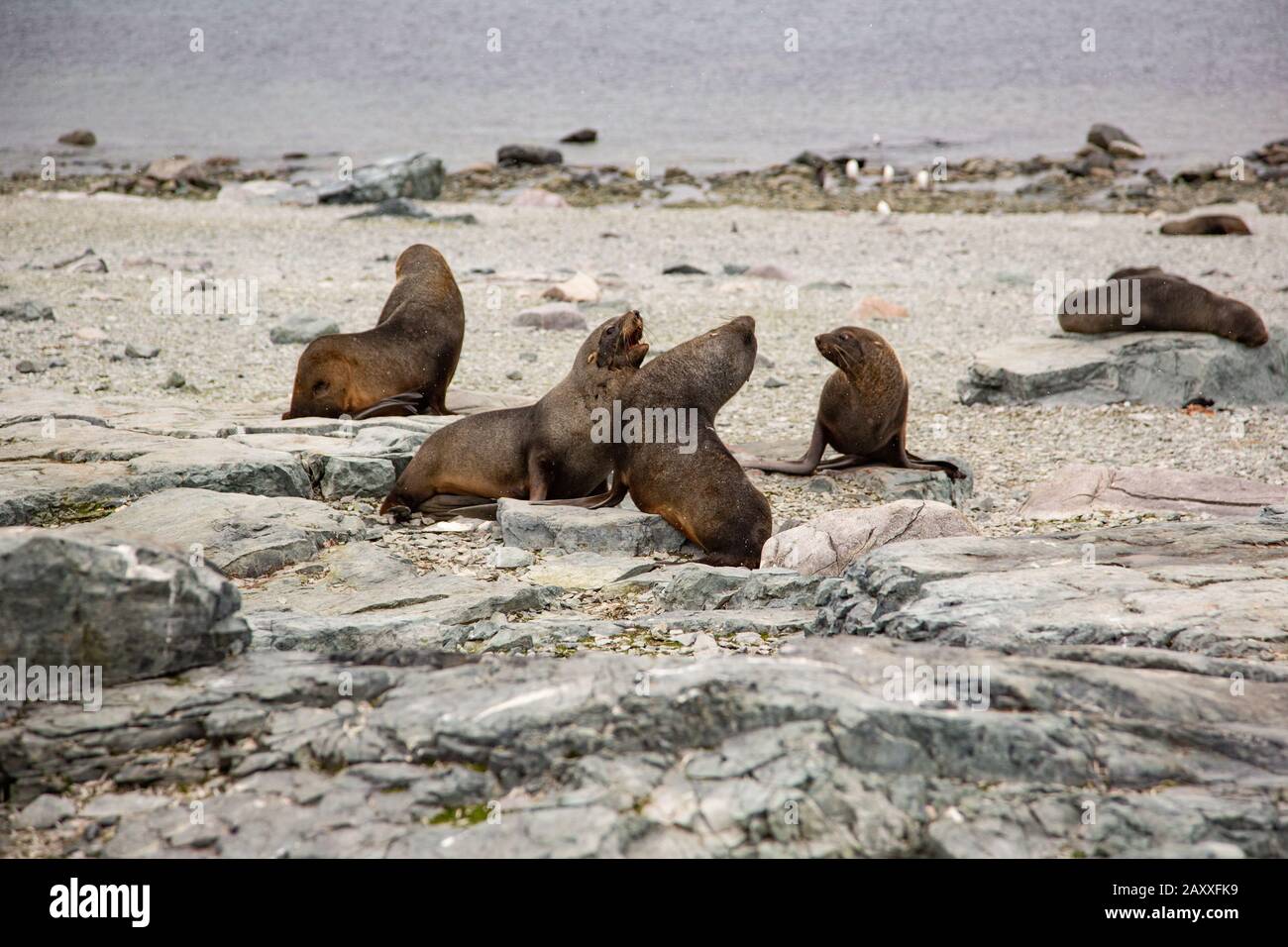 Antartico pelliccia sigillo (Arctocephalus gazella) Foto Stock