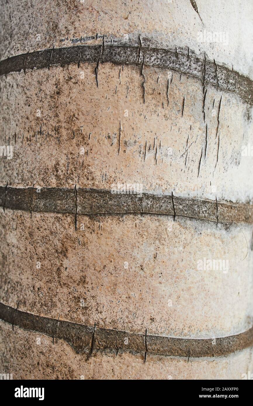 tronco di una palma come foto di sfondo Foto Stock