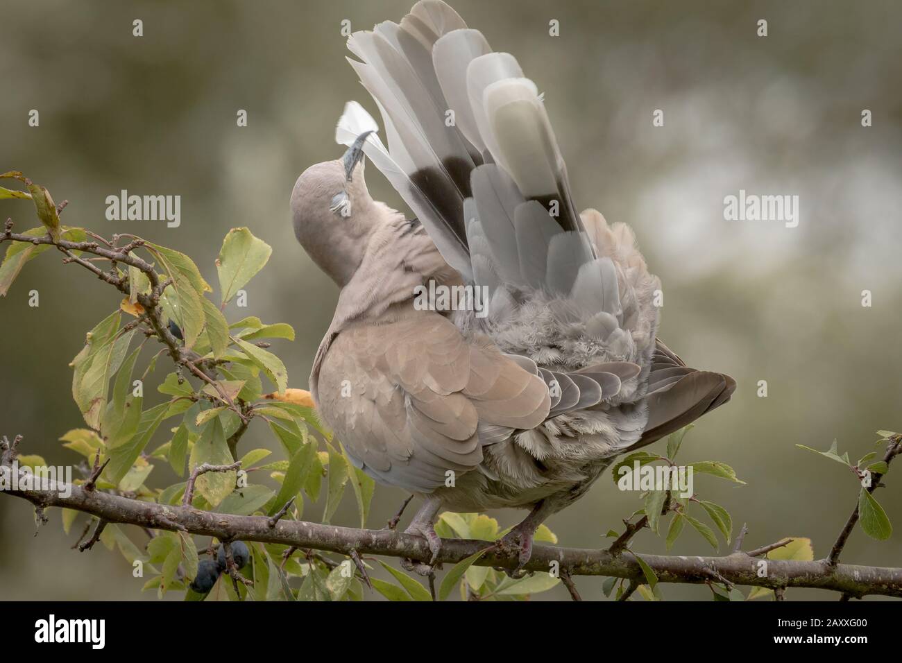 La colomba (Streptopelia decaocto) preens attentamente la relativa coda correndo ogni piuma attraverso il relativo beack Foto Stock