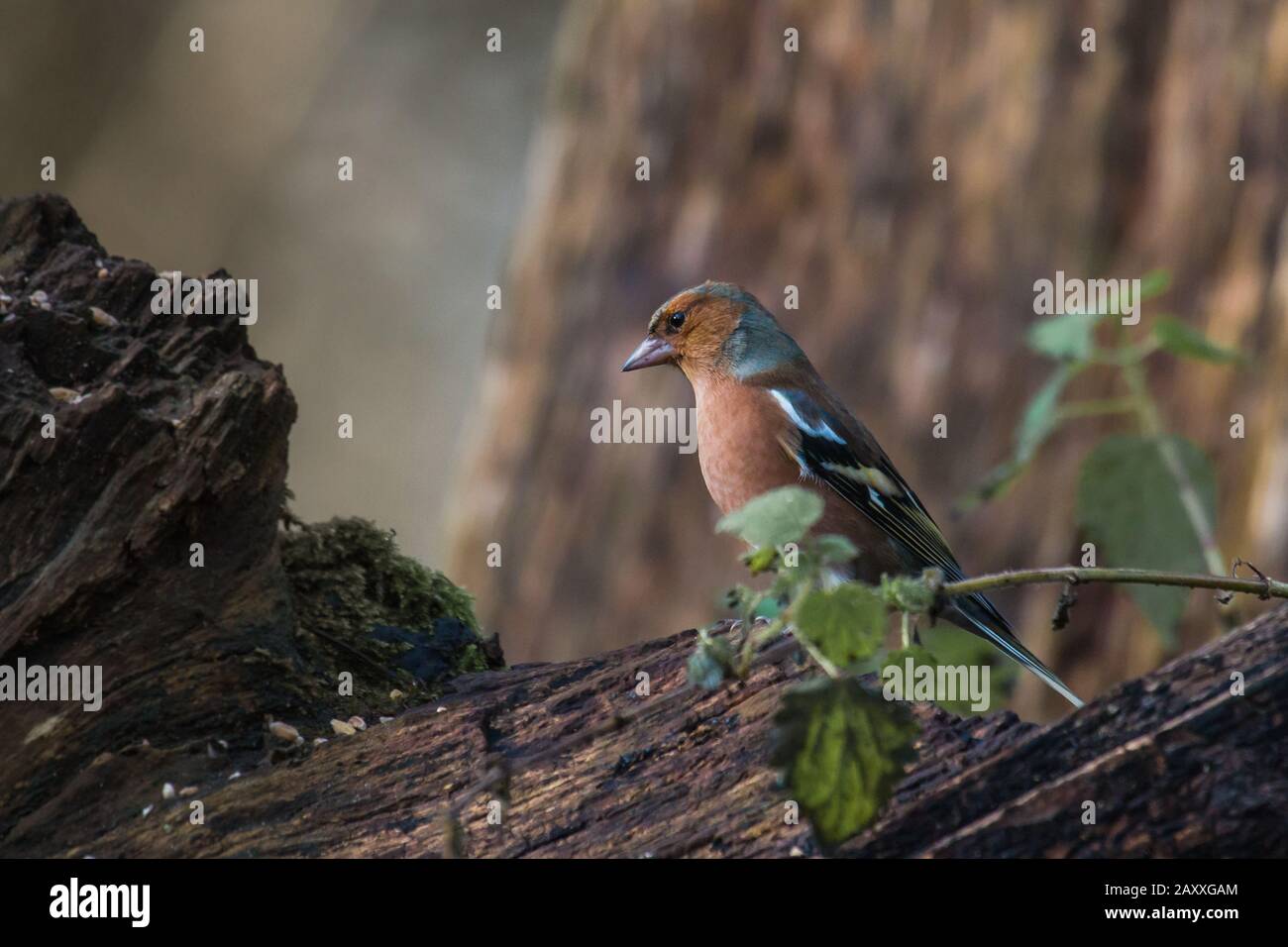 Questo chaffinch (coelebs Fringill) è la caccia tra i tronchi per cibo parzialmente nascosto da i nettles che crescono nella zona Foto Stock
