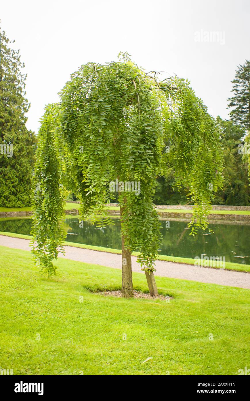 Un giovane albero giapponese della Pagoda cresciuto come esemplare nei giardini di Aberglasney nel Galles del Sud del Regno Unito Foto Stock