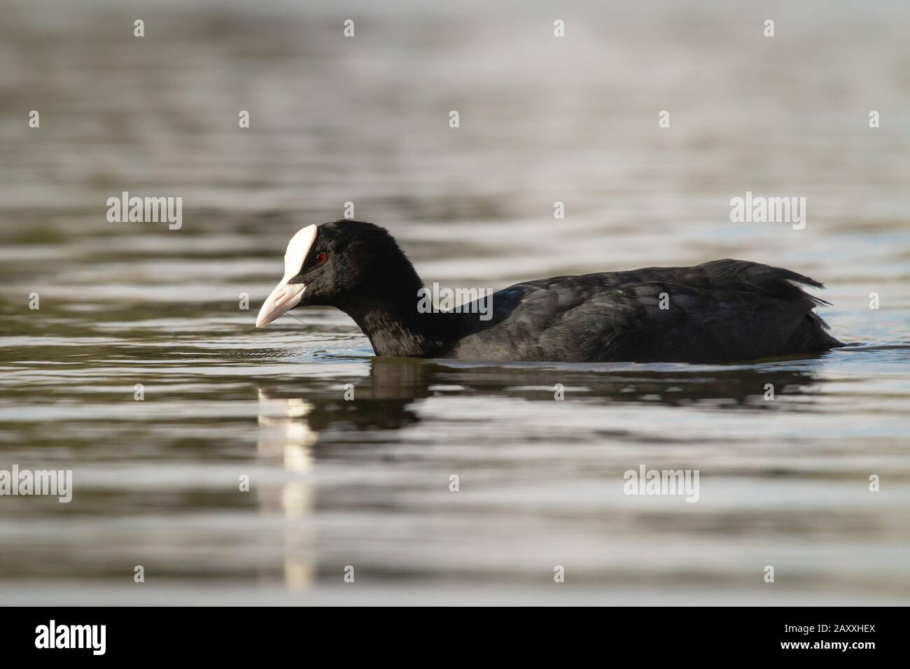 Un piede (Fulica atra) che nuotano in un lago di Londra Foto Stock