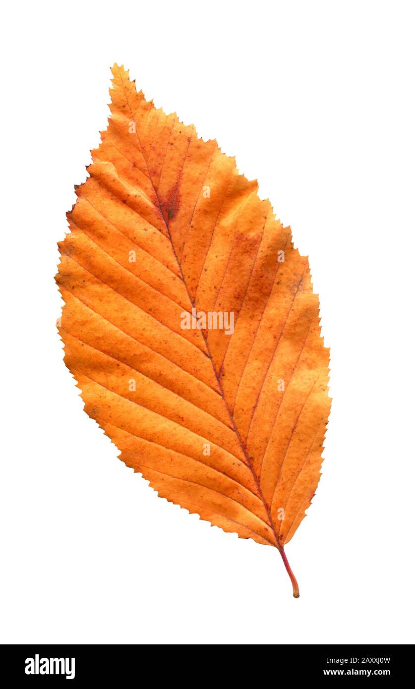 Foglia di Elm in autunno rosso colori. Foglia di elm isolata Foto Stock
