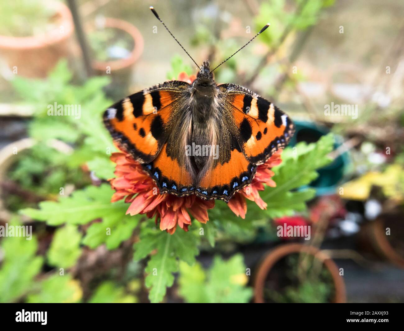 Una piccola farfalla Tortoiseshell si sveglia dal letargo prematuramente a metà inverno nel Regno Unito ingannato dal riscaldamento globale Foto Stock
