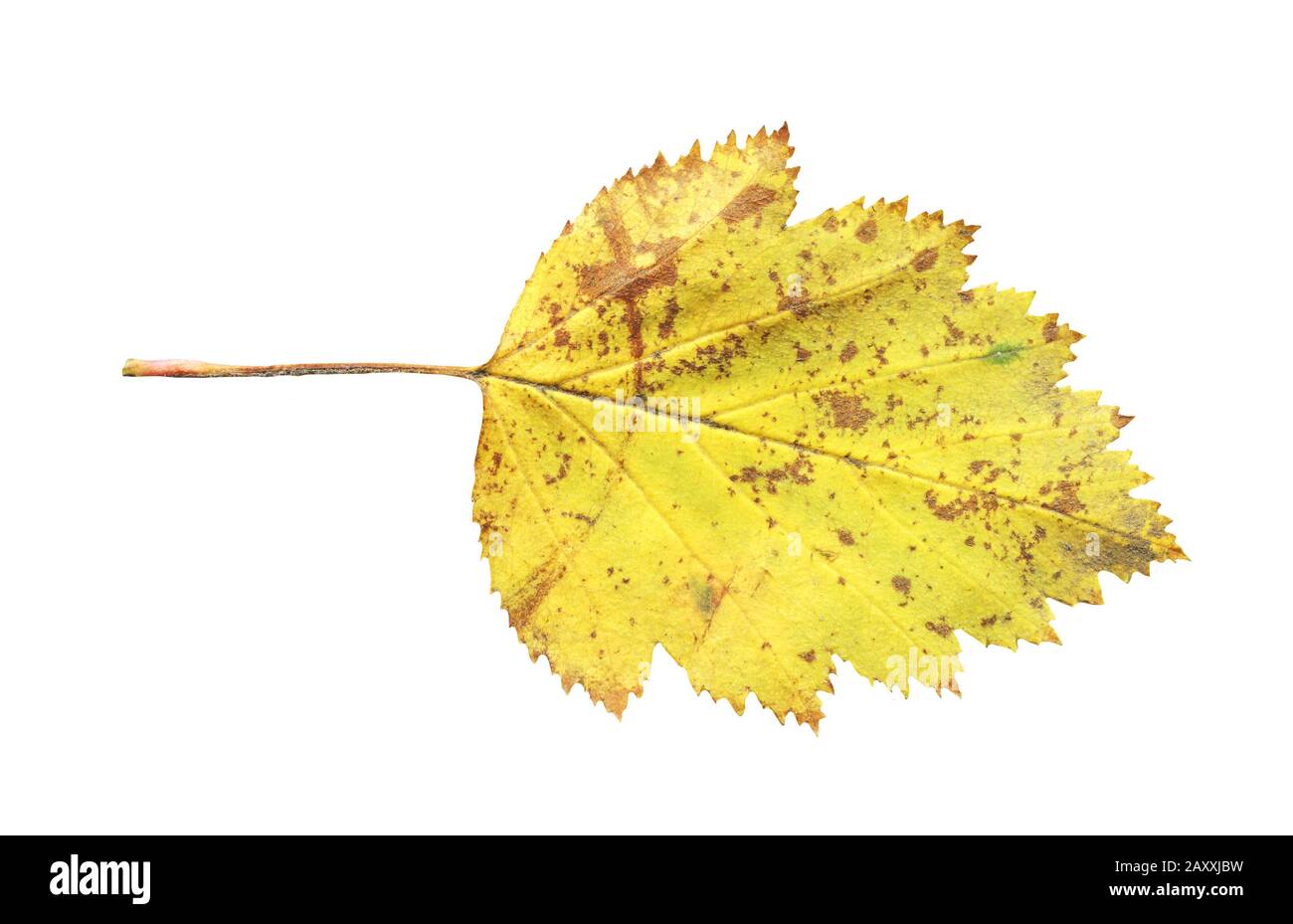 Una foglia di biancospino isolato. Foglia gialla caduta di biancospino isolato Foto Stock