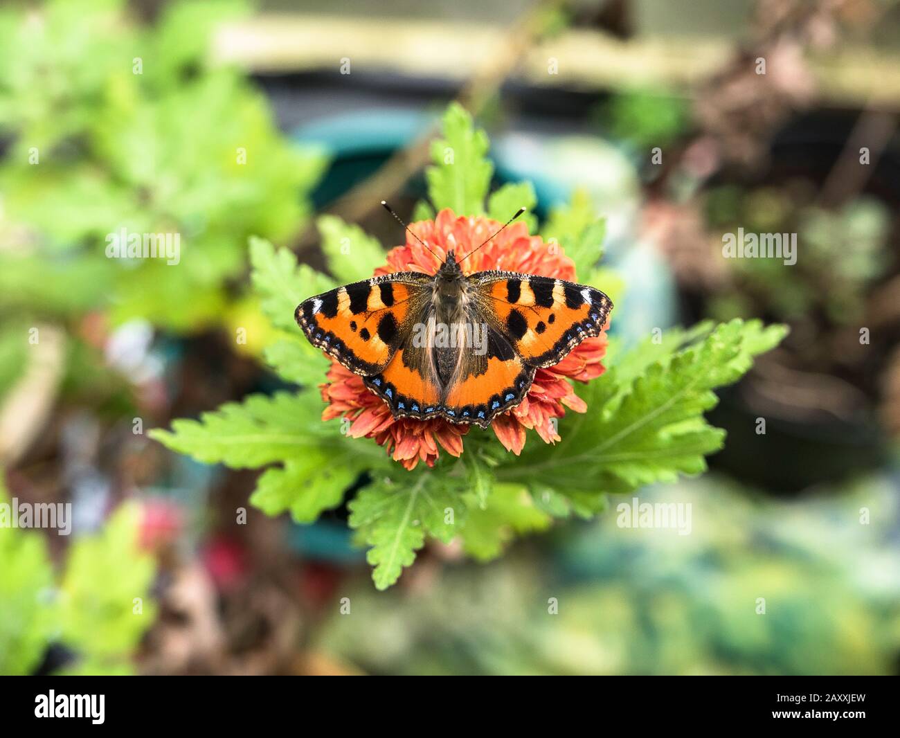 Una piccola farfalla Tortoiseshell si sveglia dal letargo prematuramente a metà inverno nel Regno Unito ingannato dal riscaldamento globale Foto Stock