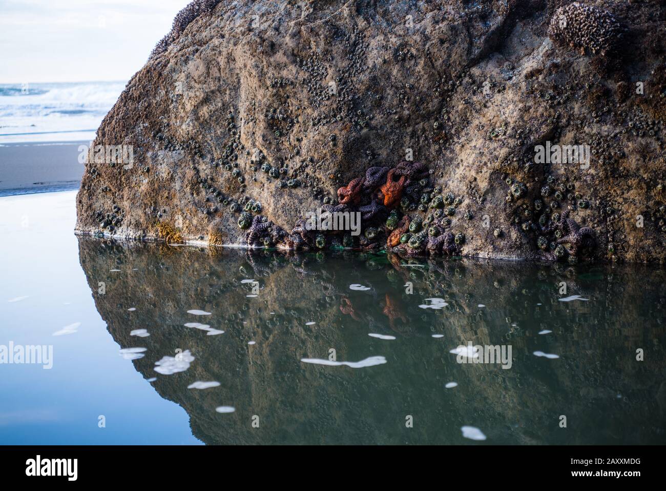 Stelle marine e altre creature marine attaccate alla roccia durante la bassa marea Foto Stock