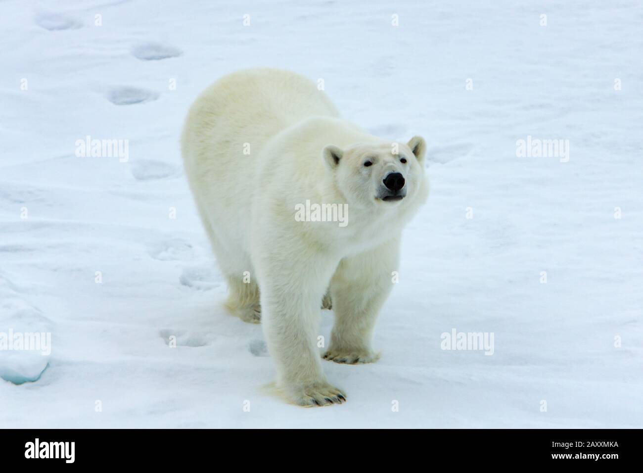 Orso polare, Ursus maritimus, sul ghiaccio marino intorno a Svalbard, Norvegia Foto Stock