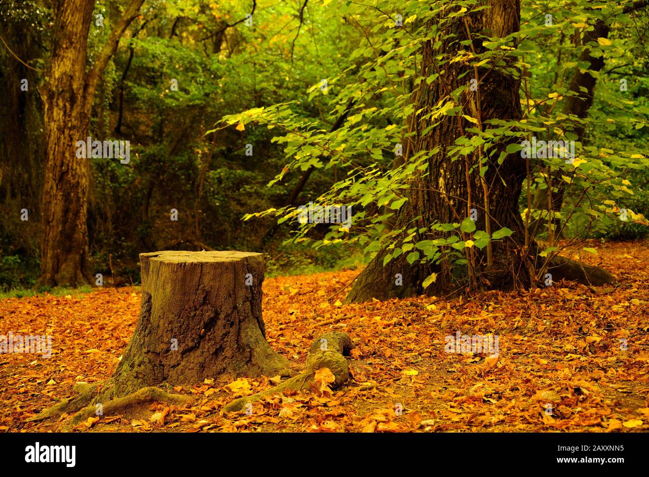 Ceppo di albero circondato da foglie cadute in un castagno Foto Stock