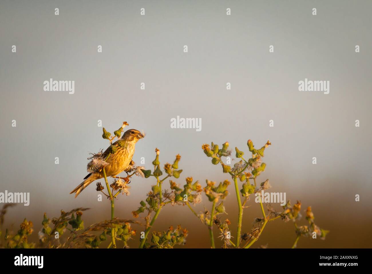 Questo linnet femminile (Linaria cannabina) raccoglie i semi dalle piante mentre il sole sorge dentro Yorkshire Foto Stock