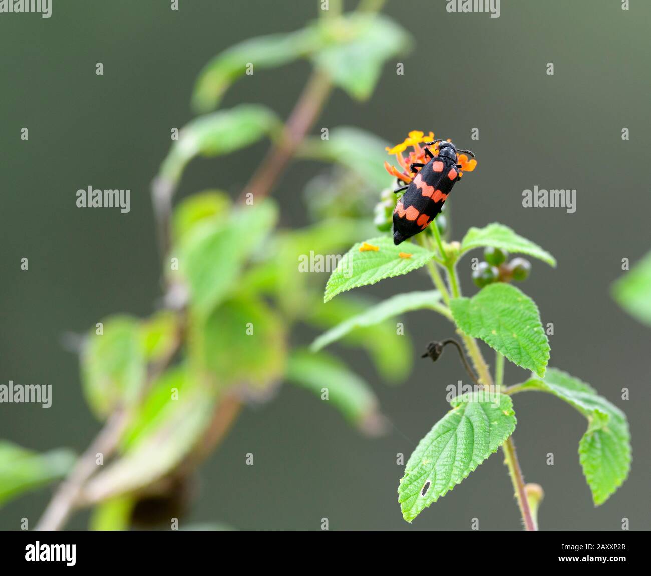 Bugs in green background, Chinnar Wildlife Sanctuary è un'area protetta unica situata nella regione delle ombre di pioggia nel versante orientale dei Ghats occidentali Foto Stock