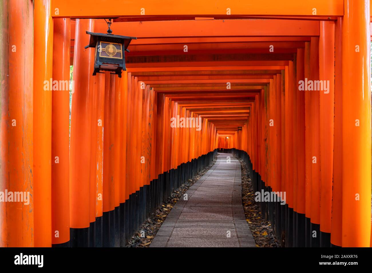 Migliaia di porte torii rosse lungo il passaggio pedonale nel tempio di fushimi inari taisha è Importante santuario Shinto e si trova a kyoto giappone. Giappone turismo, natura Foto Stock