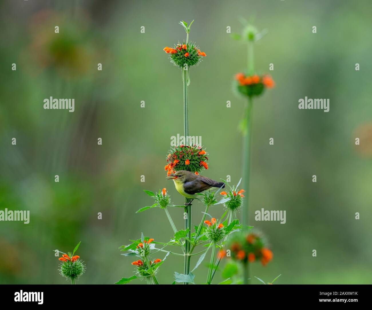 I Sunbirds non possono resistere al nettare di leonotis leonurus (dagga selvatica, coda del leone), una pianta dell'Asia del sud che fiori in inverno. Foto Stock