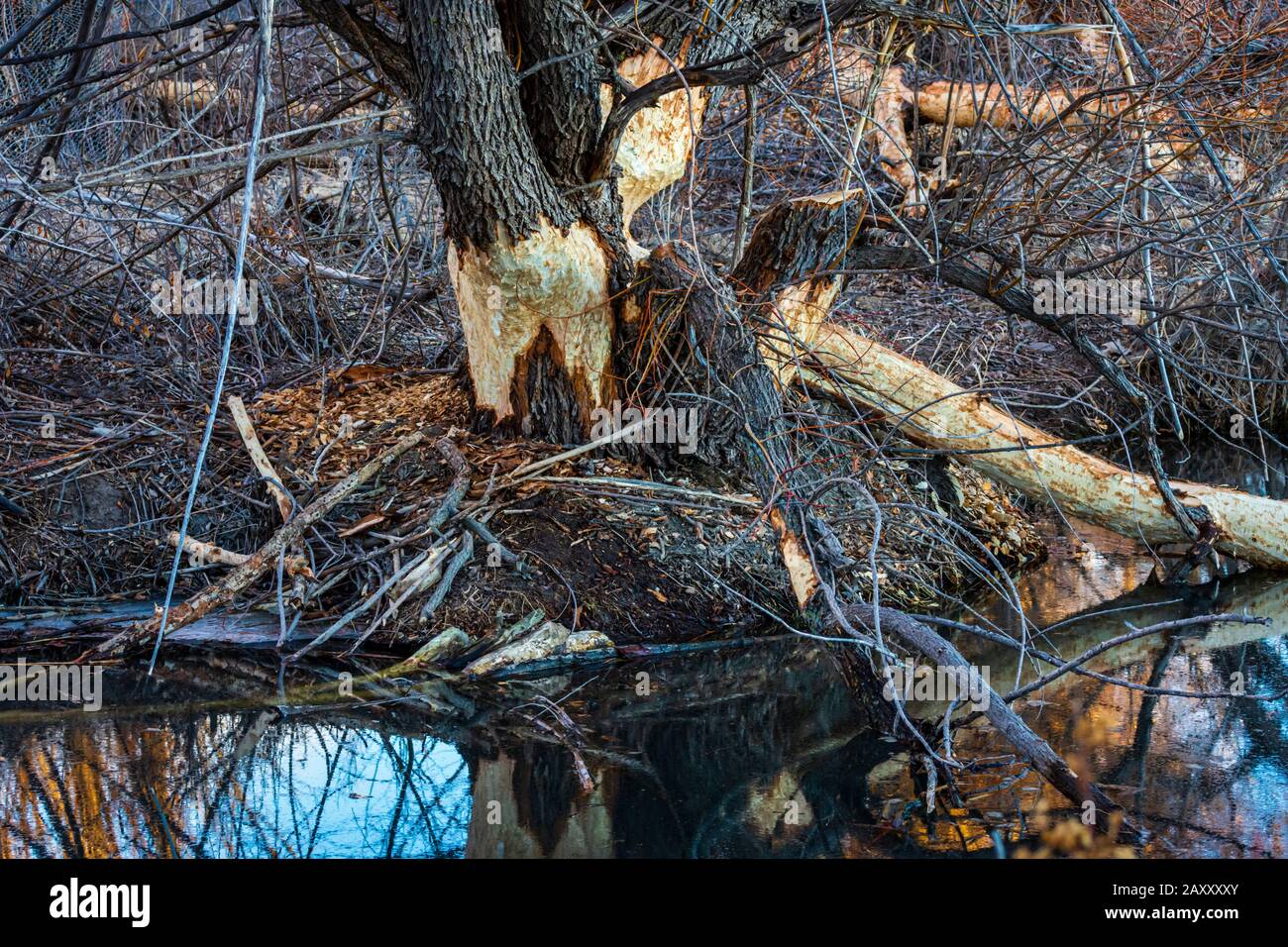 Stretto di foglie di pioppi neri americani alberi gravemente masticati da North American castori, Sellar Gulch dell area, Castle Rock Colorado negli Stati Uniti. Foto scattata in dicembre. Foto Stock