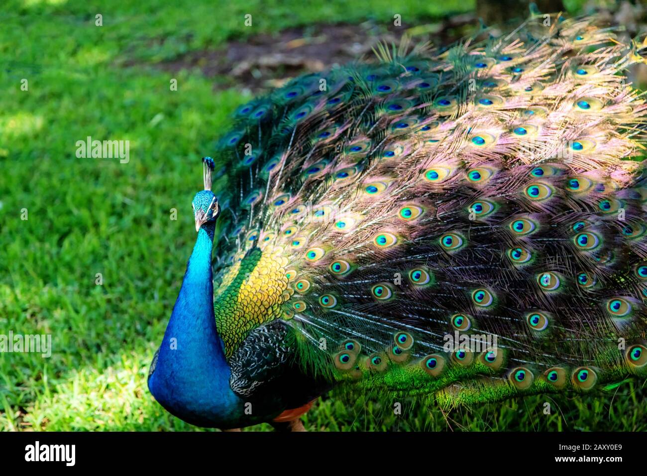 Maschio indiano pavone che mostra fuori il suo piumaggio in un parco giardino. Foto Stock