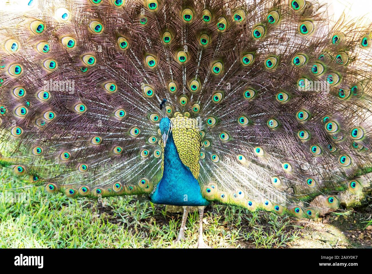 Maschio indiano peacock vagare in un parco giardino. Foto Stock