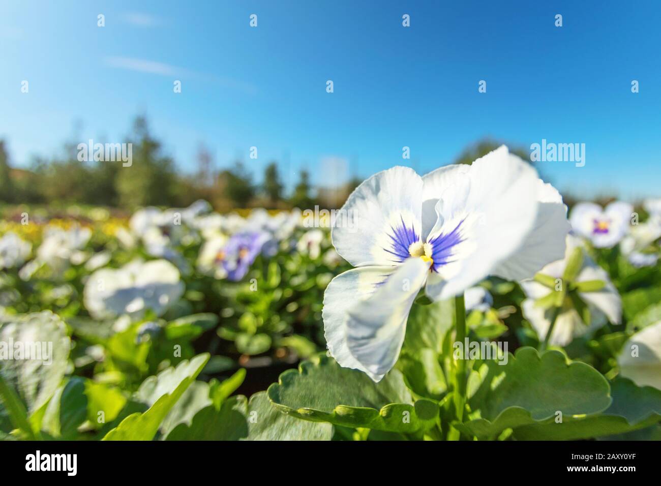 Pansy Flower Close Up, blu e bianco Pansy in giardino Foto Stock